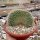 Mammillaria pringlei cristata