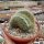 Mammillaria pringlei cristata