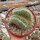 Mammillaria pringlei cristata