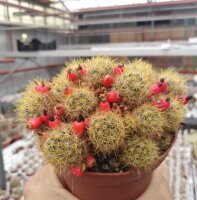 Mammillaria prolifera