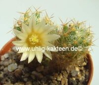 Mammillaria prolifera