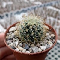 Mammillaria rekoi ssp. aureispina