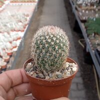 Mammillaria rhodantha ssp. fera-rubra
