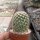 Mammillaria rhodantha ssp. fera-rubra