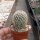 Mammillaria rhodantha ssp. fera-rubra