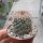 Mammillaria rhodantha ssp. fera-rubra