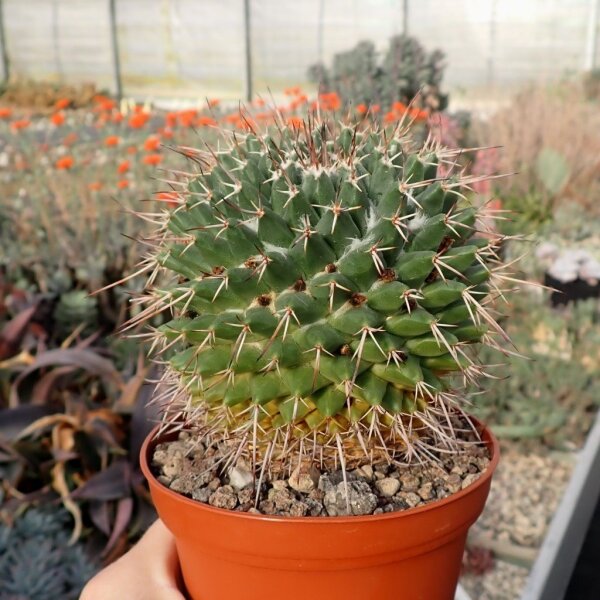 Mammillaria rioverdense