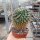 Mammillaria rioverdense