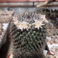Mammillaria ritteriana P 285