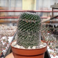 Mammillaria ritteriana P 285