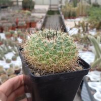 Mammillaria rubrograndis