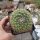 Mammillaria rubrograndis