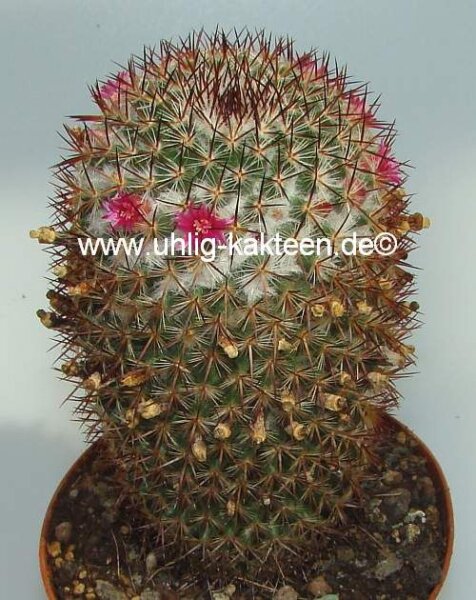 Mammillaria ruestii Guatemala