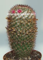 Mammillaria ruestii Guatemala