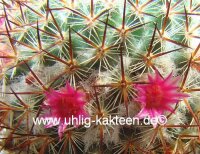 Mammillaria ruestii Guatemala
