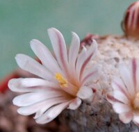 Mammillaria sanchez-mejoradae gepfr.