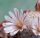 Mammillaria sanchez-mejoradae gepfr.