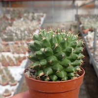 Mammillaria sartorii