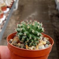 Mammillaria sartorii