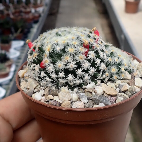 Mammillaria schiedeana v. plumosa