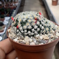 Mammillaria schiedeana v. plumosa