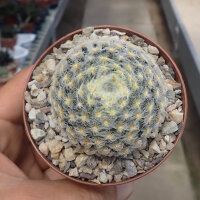 Mammillaria schiedeana v. plumosa