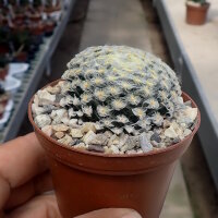 Mammillaria schiedeana v. plumosa