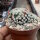 Mammillaria schiedeana v. plumosa