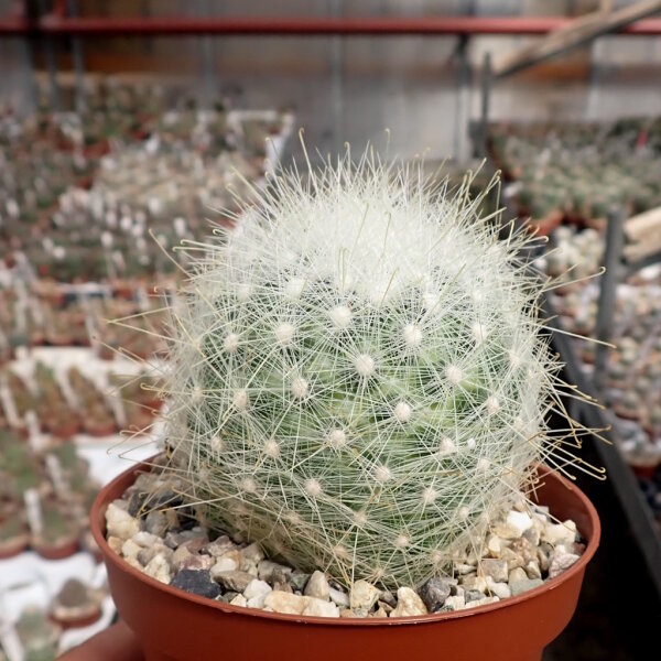 Mammillaria senilis