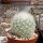 Mammillaria senilis