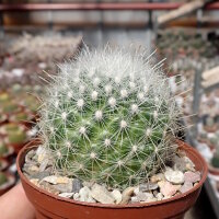 Mammillaria senilis v. albiflora