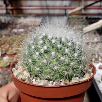 Mammillaria senilis v. albiflora