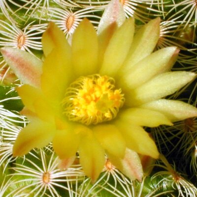 Mammillaria solisioides CITES, not outside EU