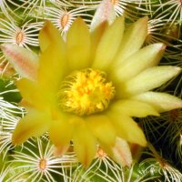 Mammillaria solisioides CITES, not outside EU
