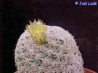Mammillaria solisioides CITES, not outside EU