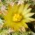 Mammillaria solisioides CITES, not outside EU