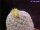 Mammillaria solisioides CITES, not outside EU