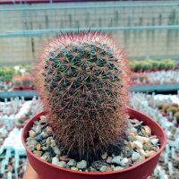 Mammillaria spec. Malinalco