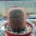 Mammillaria spec. Malinalco