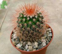 Mammillaria spinosissima