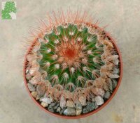 Mammillaria spinosissima