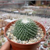 Mammillaria spinosissima Un Pico