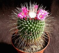 Mammillaria spinosissima Un Pico