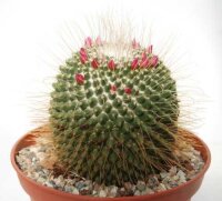 Mammillaria spinosissima Un Pico