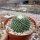 Mammillaria spinosissima Un Pico