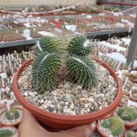 Mammillaria spinosissima Un Pico,  cristata