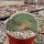 Mammillaria spinosissima Un Pico,  cristata