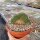 Mammillaria spinosissima Un Pico,  cristata