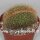 Mammillaria spinosissima cristata