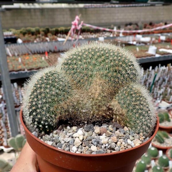 Mammillaria spinosissima ssp. pilcayensis cristata